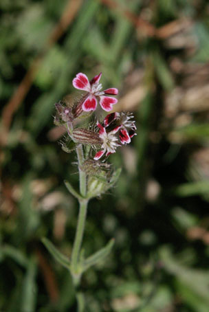silene gallica